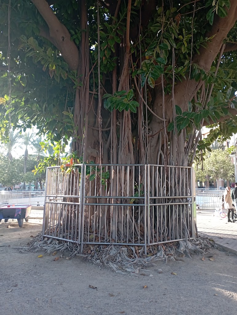 Ficus Monumentales — Mas recientes