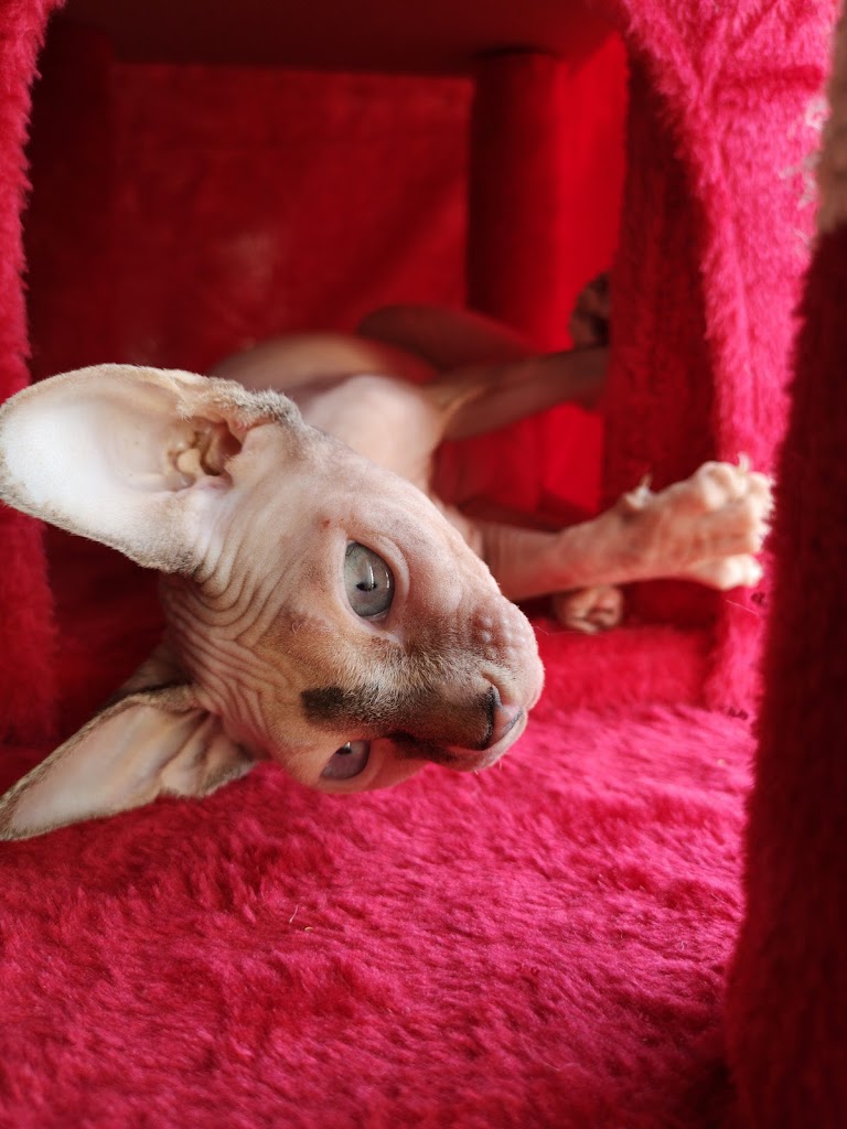 Clinica Veterinaria Natura