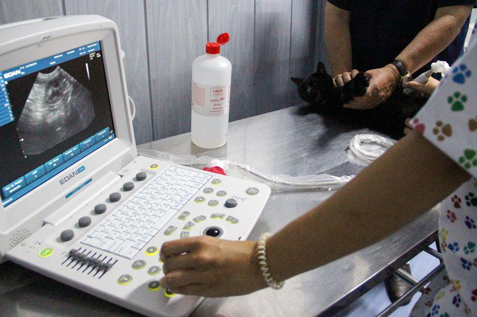 Veterinario Alcorcon — Del propietario