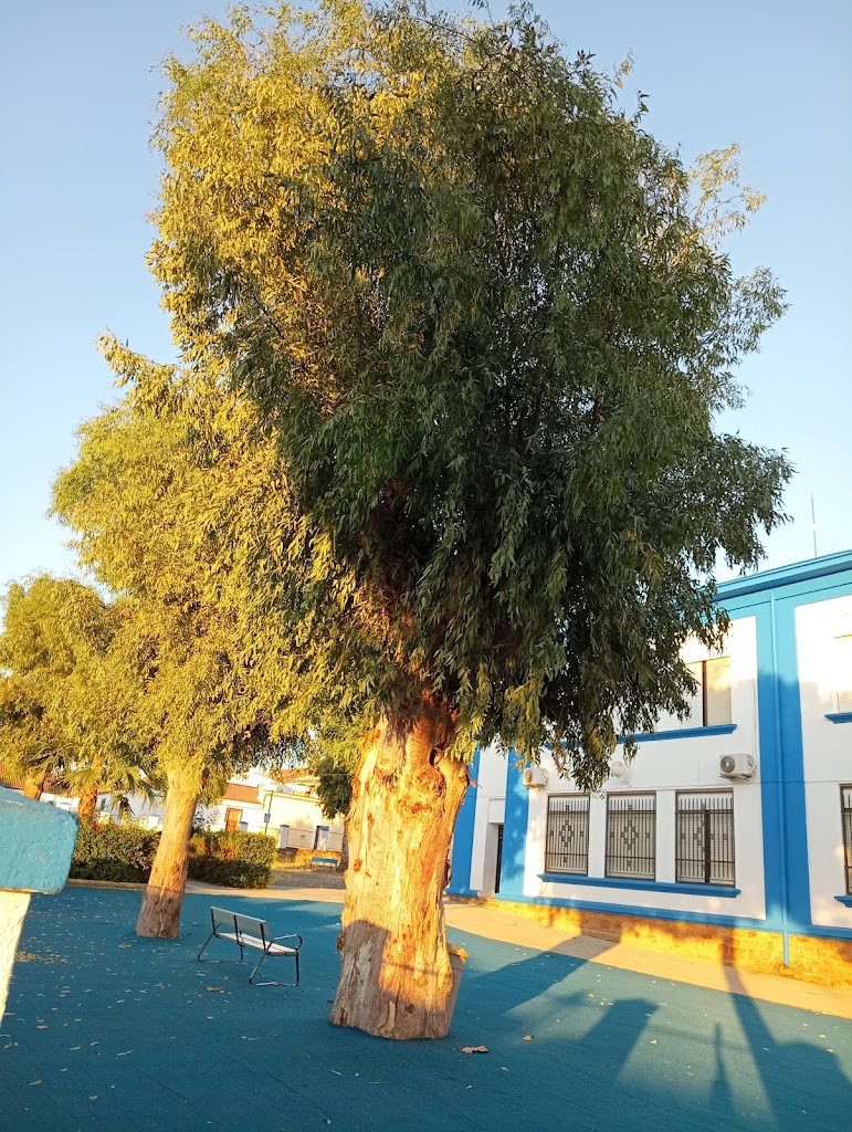 EUCALIPTOS CENTENARIOS