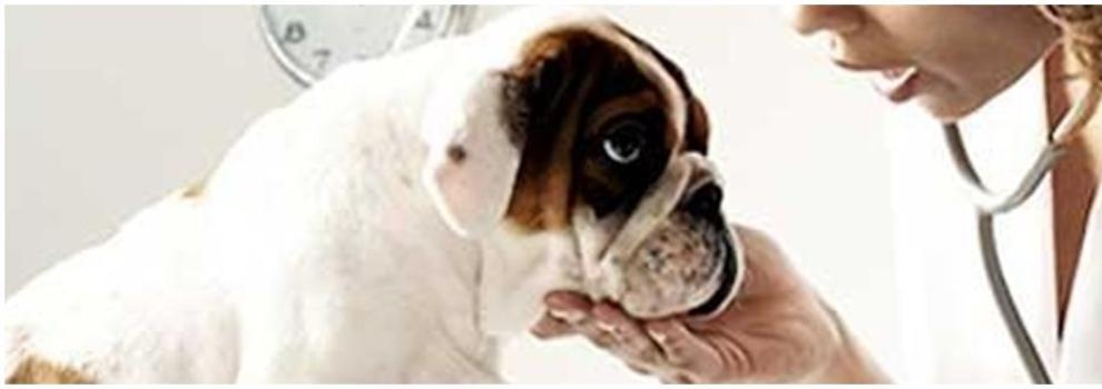 Clinica Veterinaria Leioa — Perro