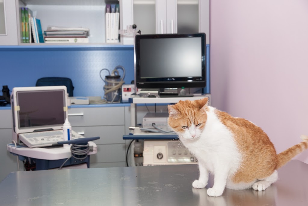 AmbulanVet Centro Veterinario El Ensanche — Del propietario