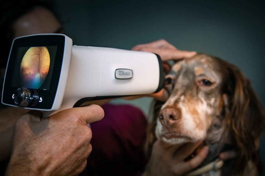 IVO Oftalmologia Veterinaria Ibiza — Perro