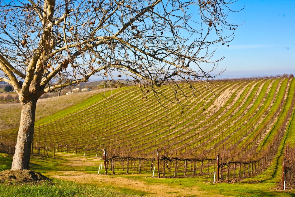 Penman Springs Vineyard