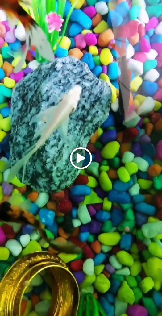Videos