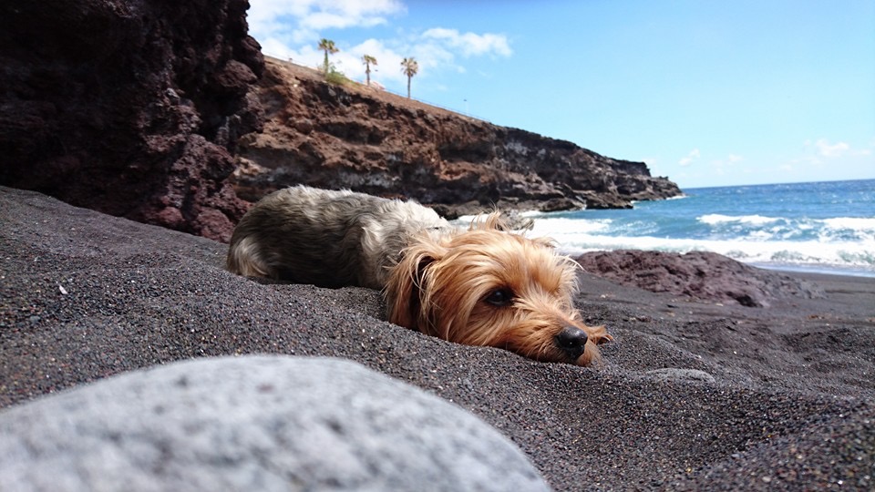 Perro