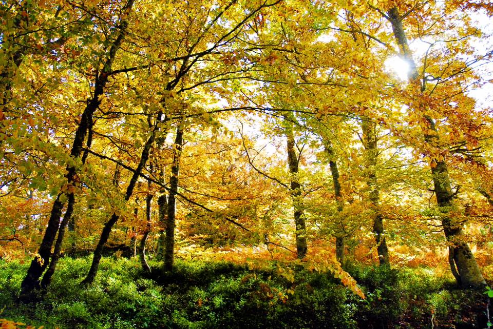 Euskaltegi Arturo Campion IKA