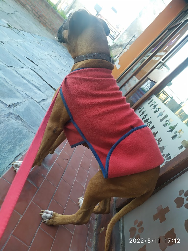 Perro