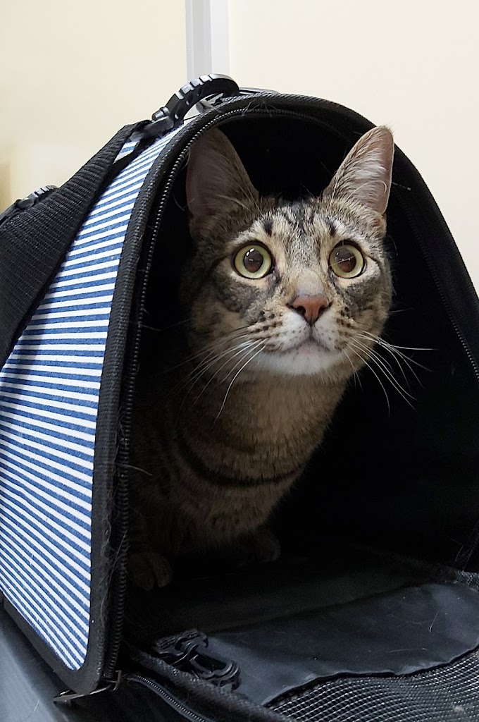 De La Torre 24 Horas Clinica Veterinaria — Del propietario