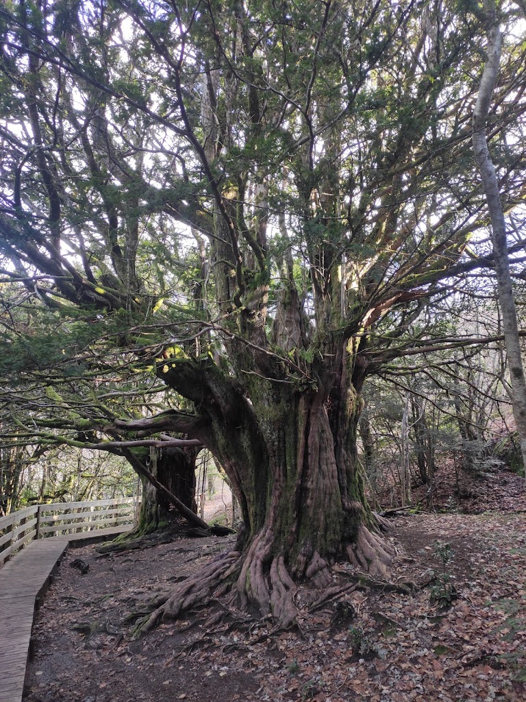 Bosque de Tejedelo