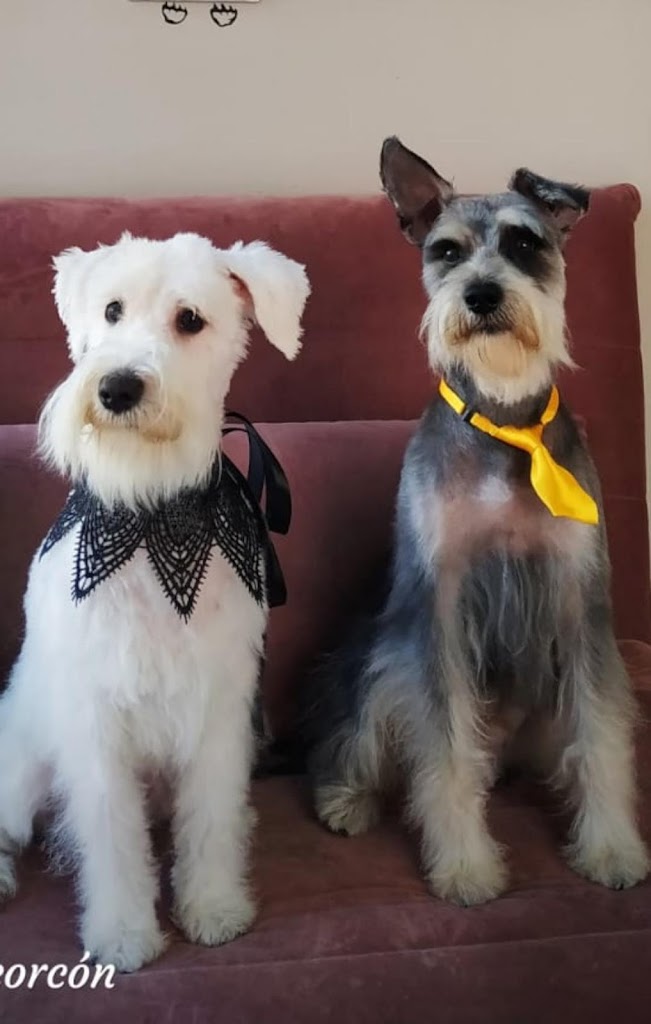 Centro Veterinario El Parque — Del propietario