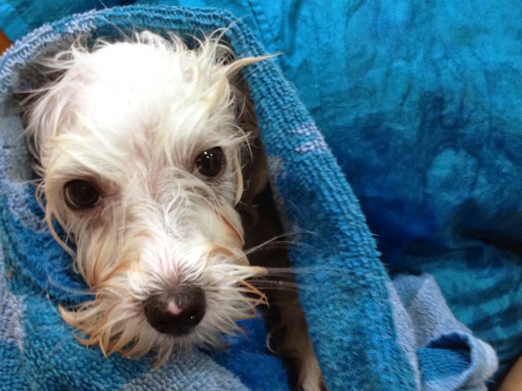 Clinica Veterinaria MOBILE VET — Perro