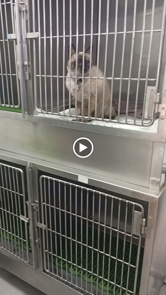 Ave Fenix Veterinaria — Del propietario