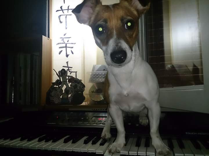 Perro