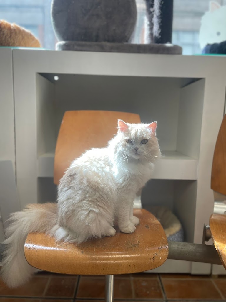 Cuatro Patas Clinica Veterinaria — Del propietario