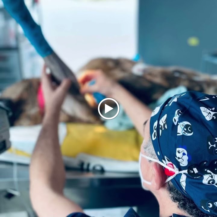 AniCura Mima'ns Hospital Veterinario / Urgencies 24h — Del propietario