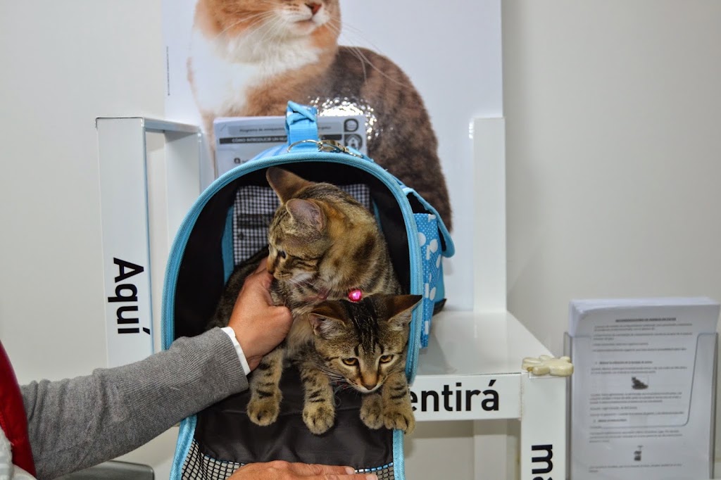 Medivet Valdelasfuentes — Gato