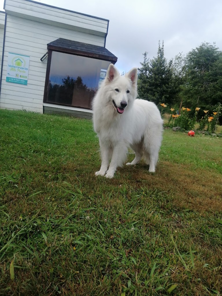 Perro