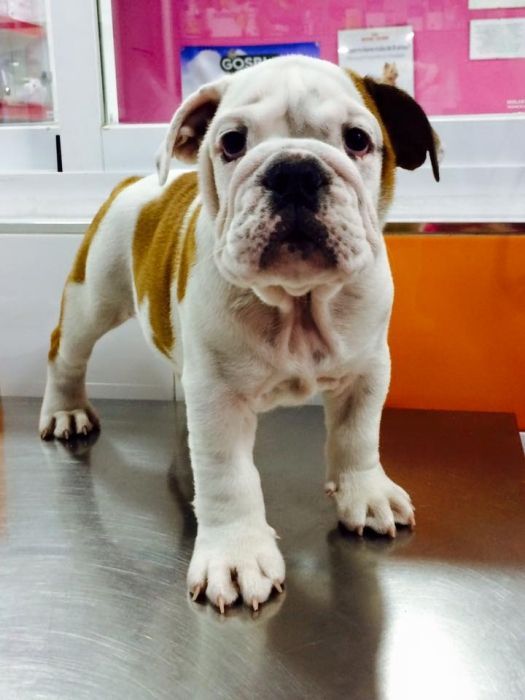 Clinica Veterinaria PARQUE GRANDE — Del propietario