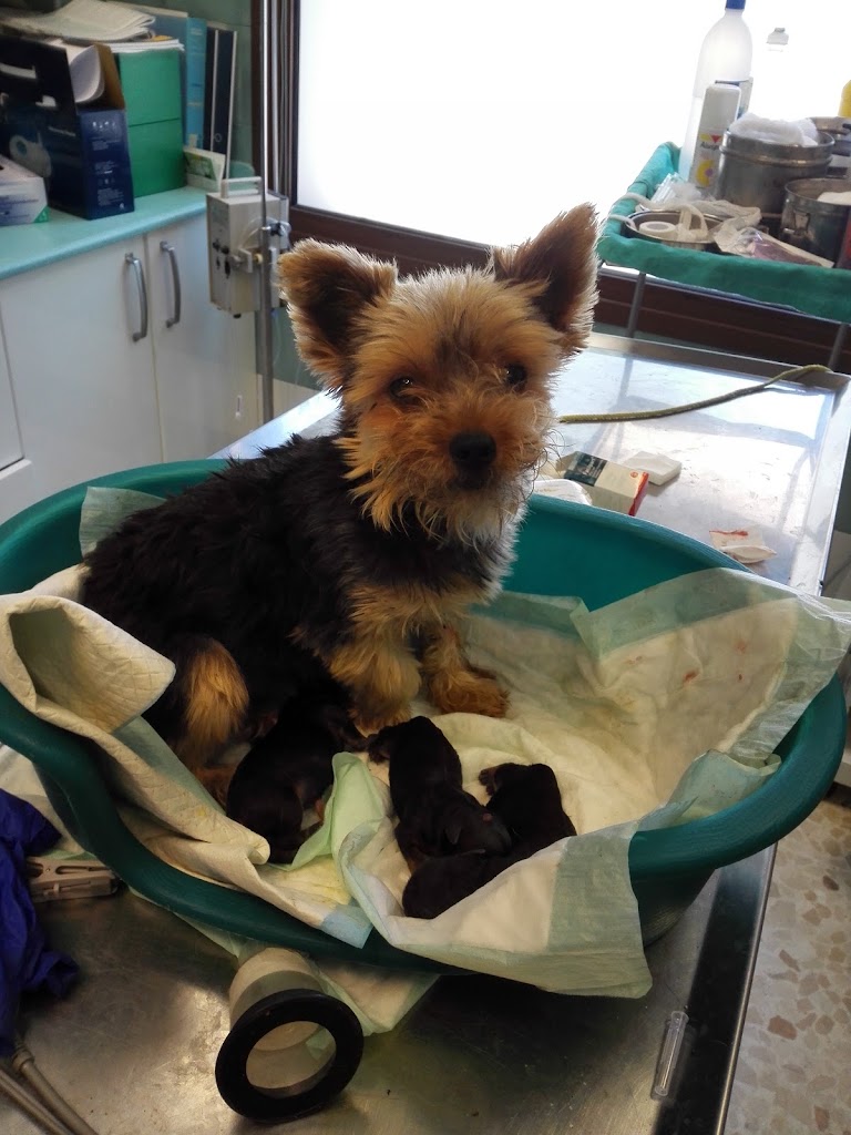 CLINICA VETERINARIA RISTORI — Del propietario