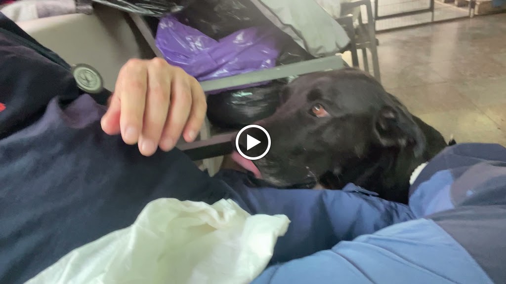 Eurocentro Clinica Veterinaria — Del propietario