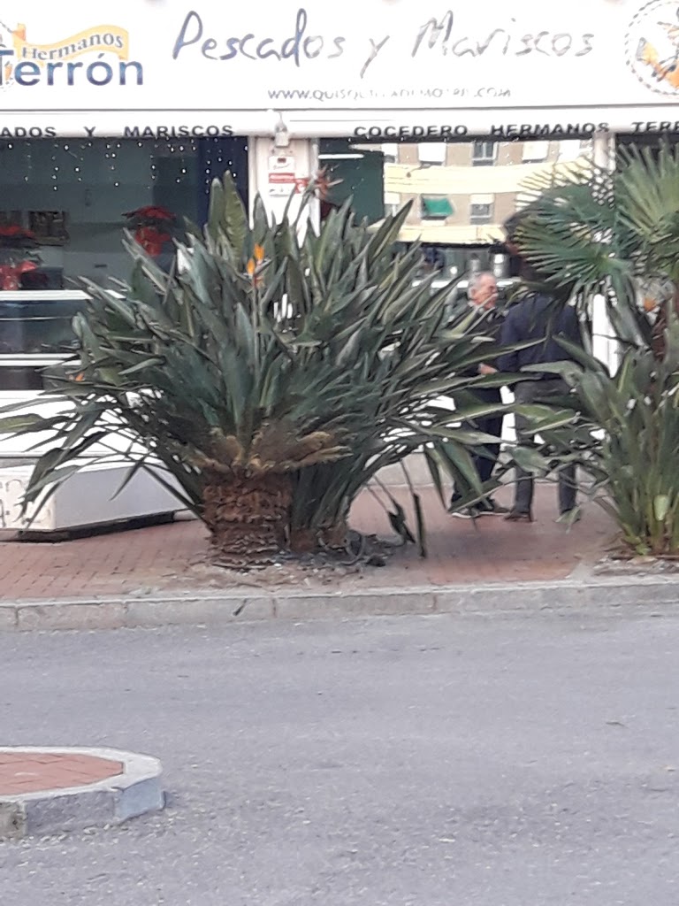 Pescados y Mariscos Hnos.Terron