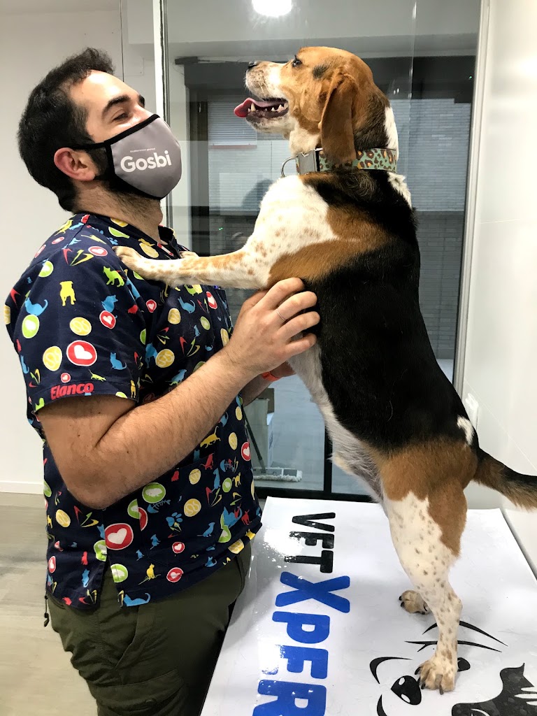 VetXperience Clinica Veterinaria — Perro