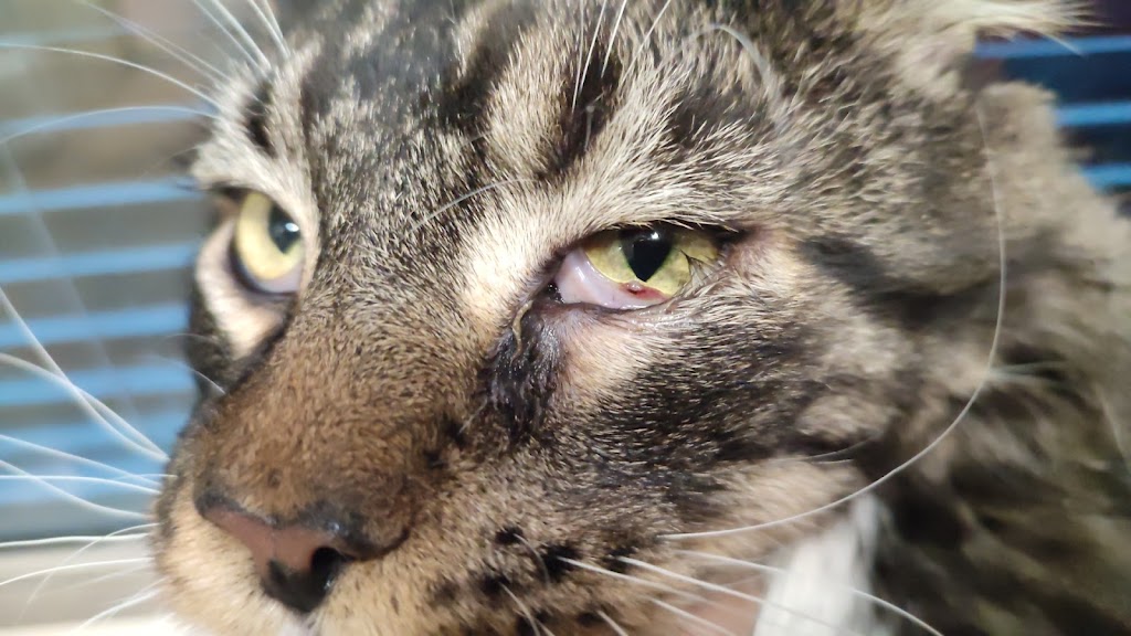 Clinica Veterinaria Los Cantos — Gato