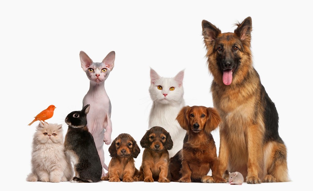 Centro Veterinario Cania — Gato