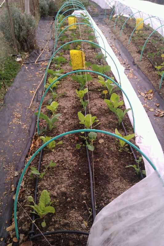 El Jardin de Gaia (Huertos Ecologicos) — Del propietario