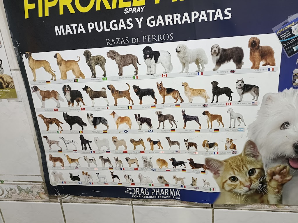 Gato