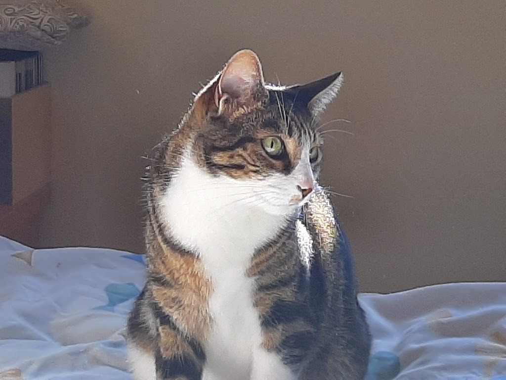 Clinica Veterinaria Castelldefels Albo — Gato