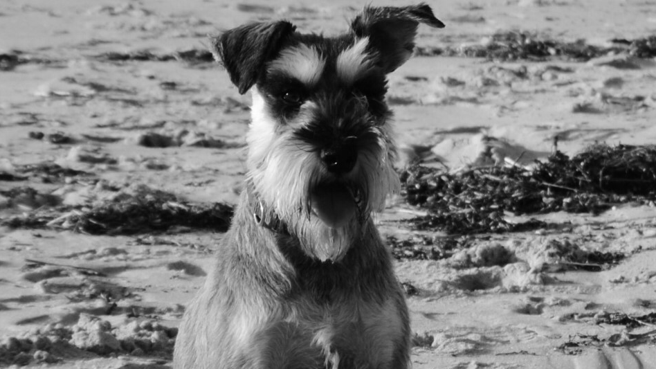 Clinica Veterinaria Arnela