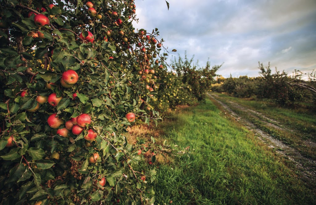 Hilltop Orchards Home Of Furnace Brook Winery And Jmash Cidery And The Taproom At Hilltop Orchards