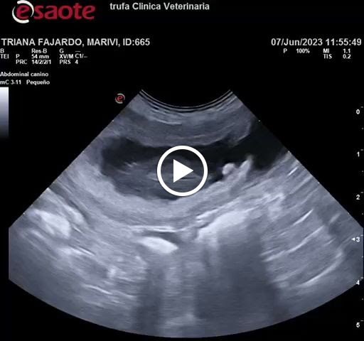 trufa Clinica Veterinaria — Videos