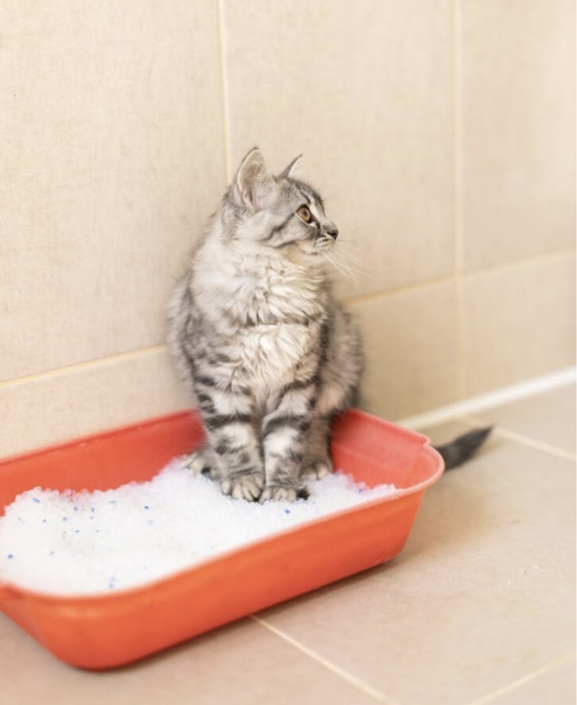 CICA - Centro De Intervencion Y Custodia De Animales