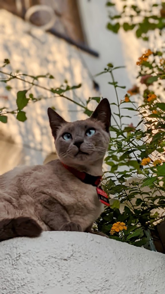 Gato