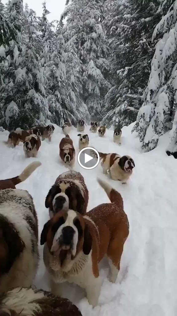 Clinica Veterinaria Alcora — Videos
