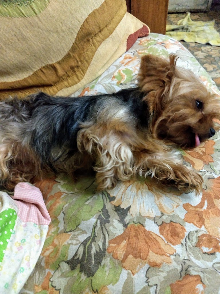 Veterinaria Franklin en Cdad. Autónoma de Buenos Aires