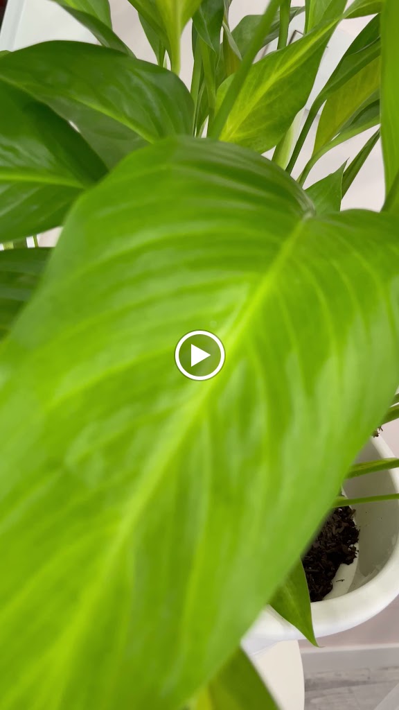 Akari Beauty — Del propietario