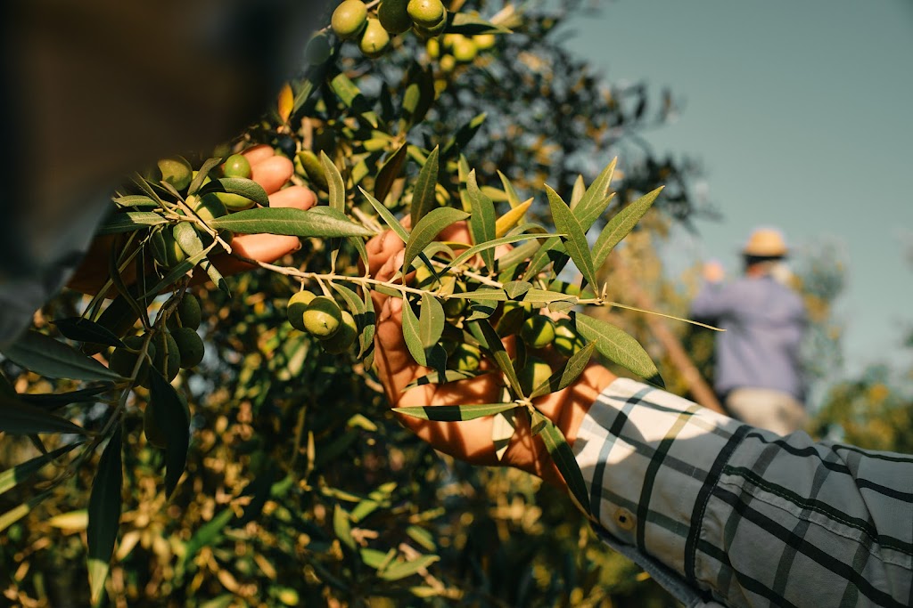 AGOLIVES (Aceitunas Guadalquivir SL)