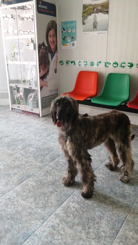 Centre Veterinari Sant Pere — Perro