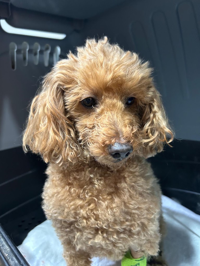 Guaus Y Miaus — Perro
