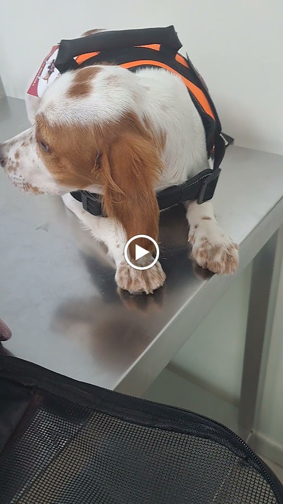 Clinica veterinaria VETCLINIC VETERINARIOS — Del propietario
