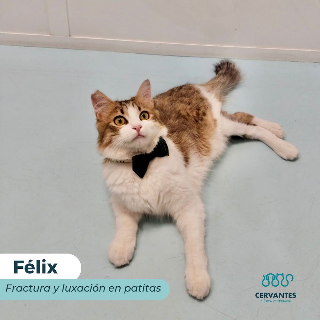 Clinica Veterinaria Cervantes — Gato