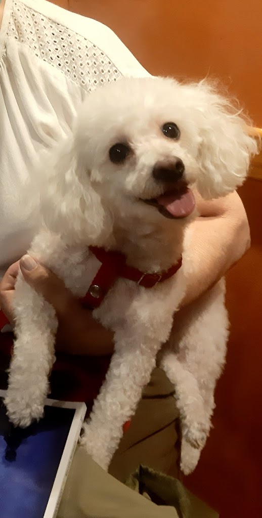 Perro