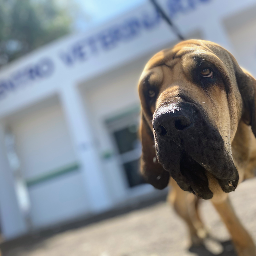Perro