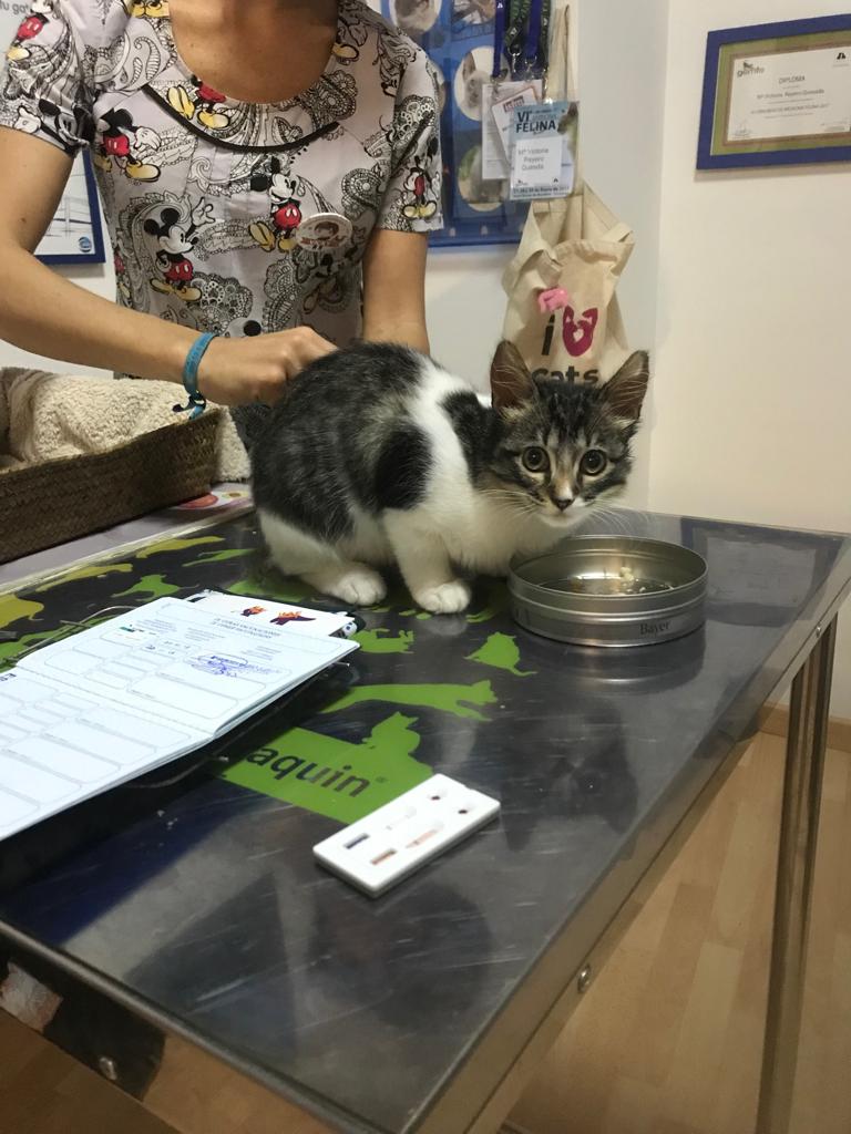 Clinica Veterinaria Como Reyes