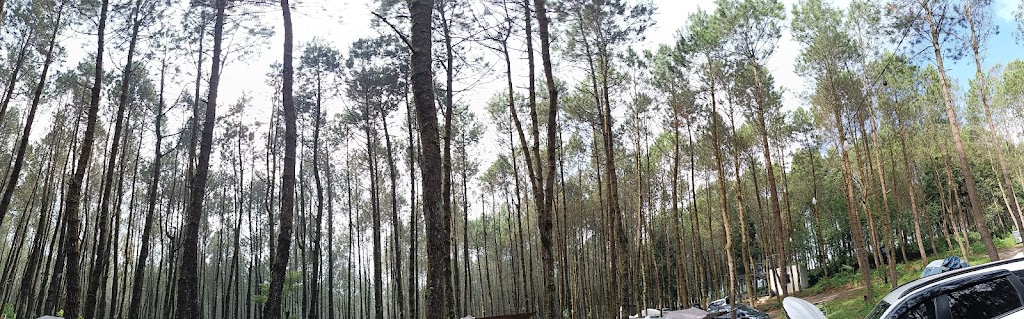 Camping di Hutan Pinus