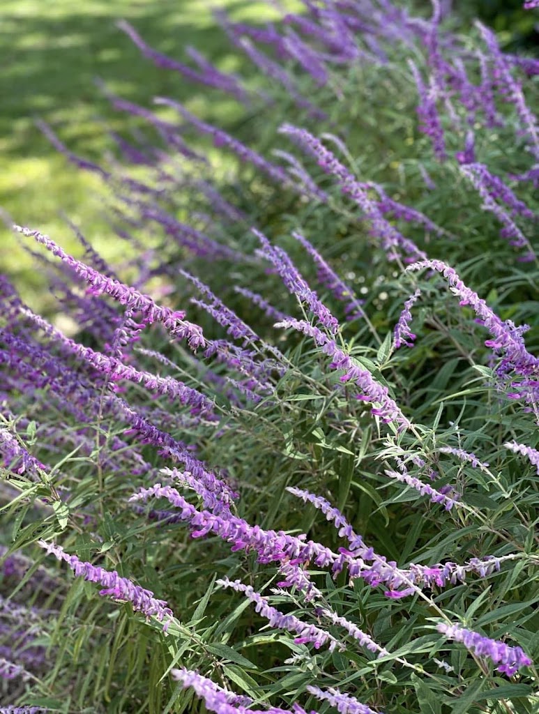  The Yoga Garden Collective